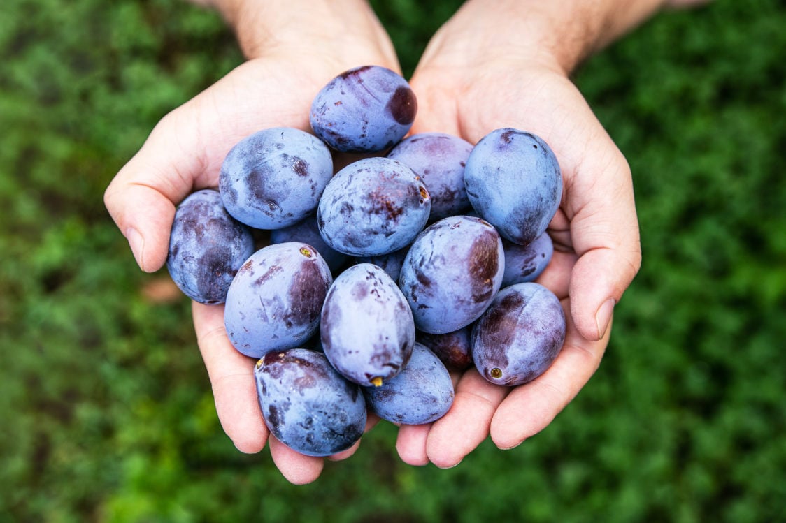 Probeer deze recepten met kersen, pruimen en abrikozen