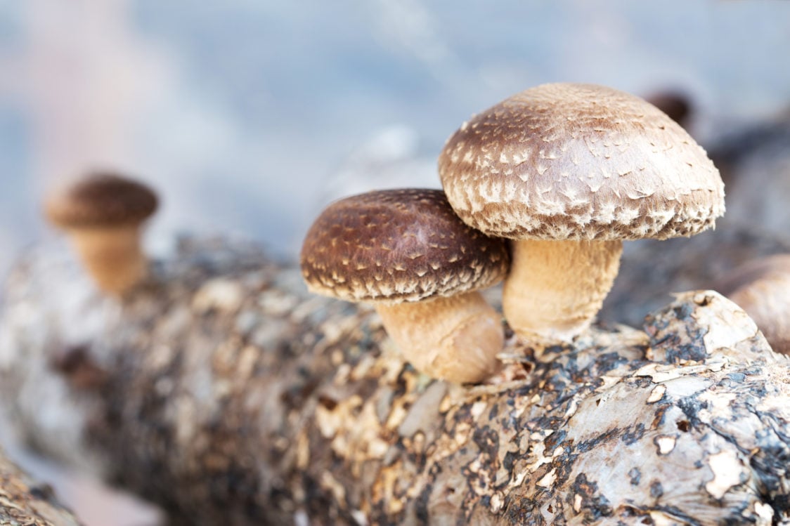 Shiitake - "elixir of life" met een hoog gehalte aan vitamine B