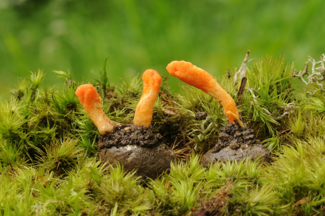 Cordyceps - een schimmel in de vorm van een rups, die ontstekingsremmende en pijnstillende effecten kan hebben