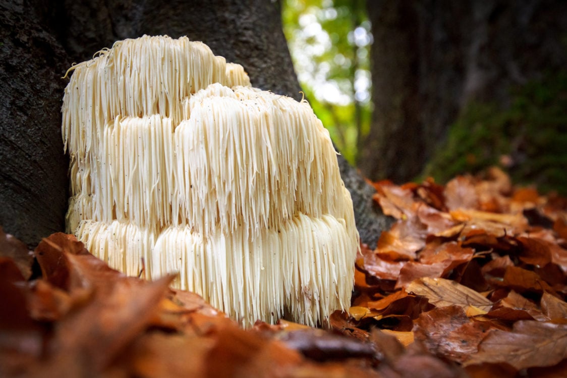 Hericium erinaceus - lijkt op een leeuwenmanen en is populair vanwege zijn nootropische eigenschappen