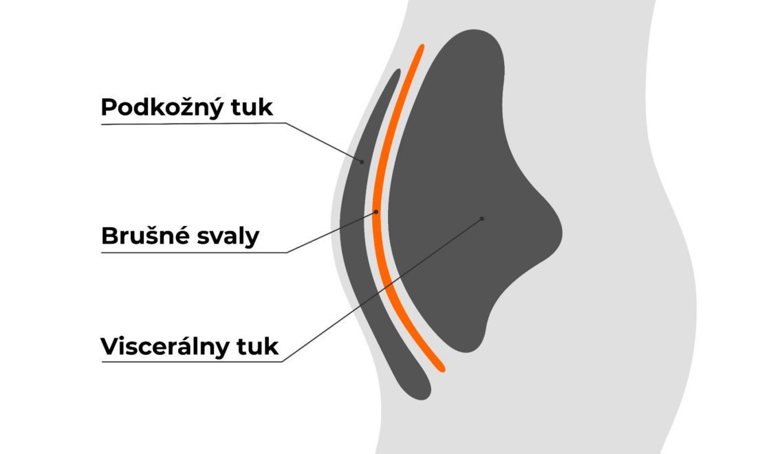 subcutaneous and visceral fat