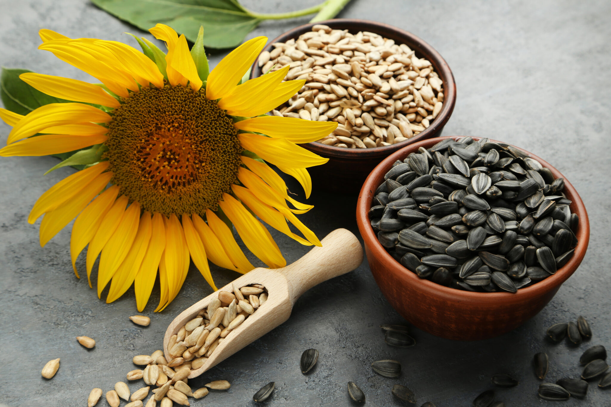 Which Seeds are Most Nutritious and What Health Benefits Do They Have ...